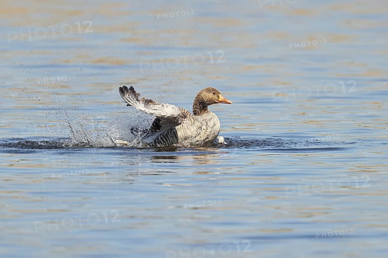 Greylag goose (Anser anser), bathing, flapping its wings on a pond, Wagbachniederung nature reserve, Waghäusel, Baden-Württemberg, Germany