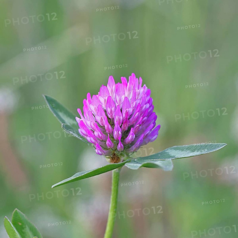 Meadow clover, red clover (Trifolium pratense), flower in a meadow, medicinal herb, Wilnsdorf, North Rhine-Westphalia, Germany