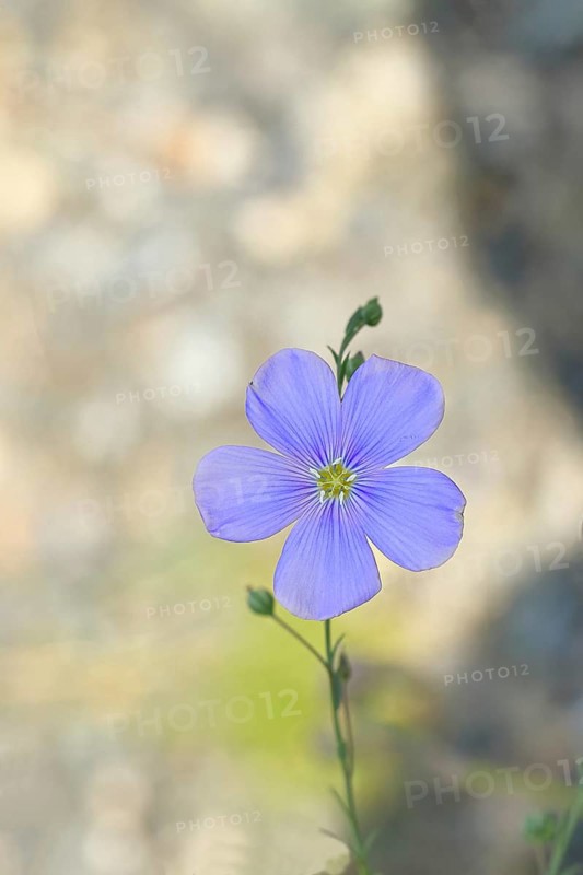 Flax (Linum usitatissimum), blue flower, medicinal plant, Wilnsdorf, North Rhine-Westphalia, Germany