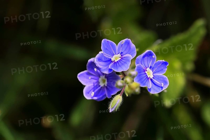 Gamander speedwell (Veronica chamaedrys), men's fritillary, flowers in a deciduous forest, blue blossom, spring, Wilnsdorf, North Rhine-Westphalia, Germany