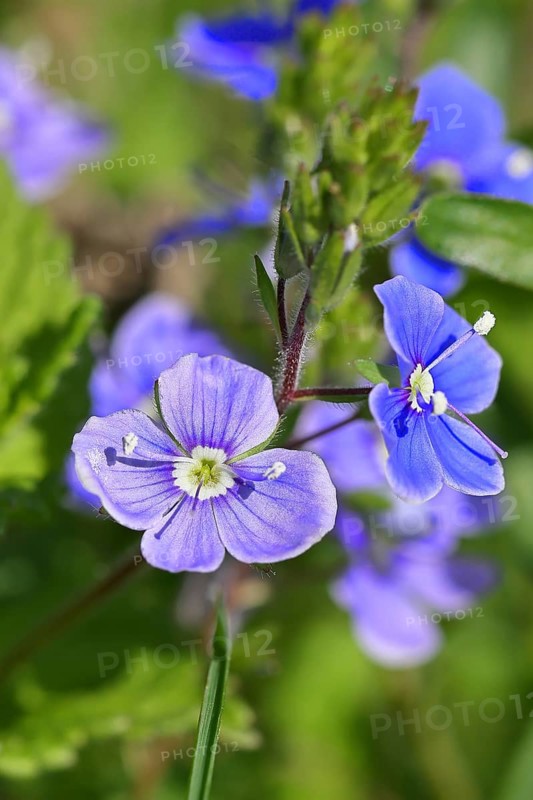Gamander speedwell (Veronica chamaedrys), men's fritillary, flowers in a deciduous forest, blue blossom, spring, Wilnsdorf, North Rhine-Westphalia, Germany