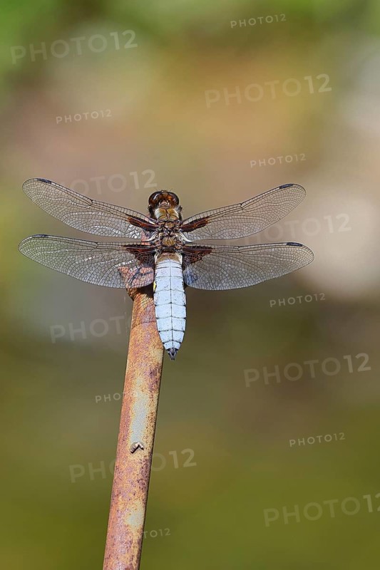 Flat-bellied dragonfly (Libellula depressa), male sitting on a fence top in the garden, close-up, Wilnsdorf, North Rhine-Westphalia, Germany