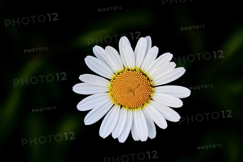 Low-nutrient meadow daisy Low-nutrient meadow daisy (Chrysanthemum leucanthemum), flower against a black background, Wilnsdorf, North Rhine-Westphalia, Germany