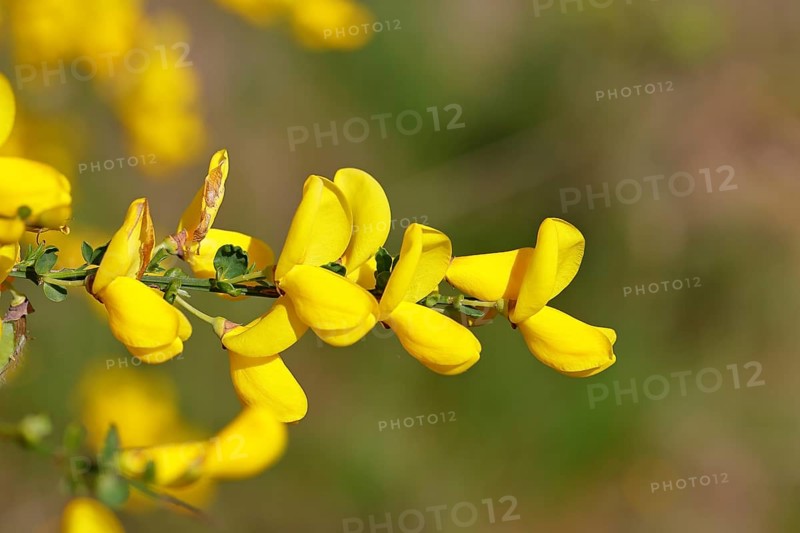 Flower of broom, common broom (Cytisus scoparius), yellow flowers, Wilnsdorf, North Rhine-Westphalia, Germany