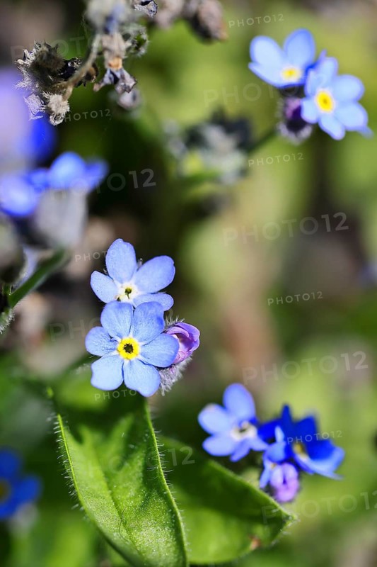 Marsh forget-me-not (Myosotis palustris), true forget-me-not in bloom in spring, Wilnsdorf, North Rhine-Westphalia, Germany