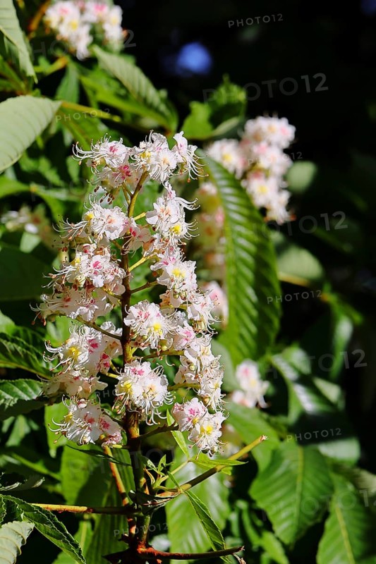Horse chestnut (Aesculus hippocastanum), flower, inflorescence on tree, Wilnsdorf, North Rhine-Westphalia, Germany