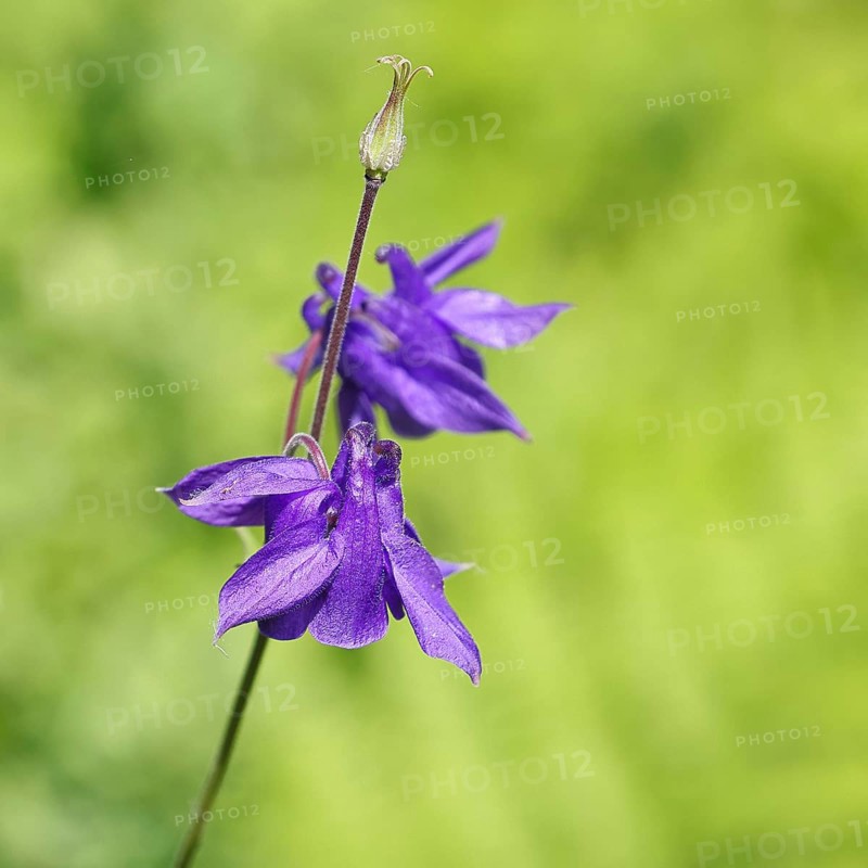 Columbine (Aquilegia vulgaris), blue flower at the edge of a forest, in spring, Wilnsdorf, North Rhine-Westphalia, Germany
