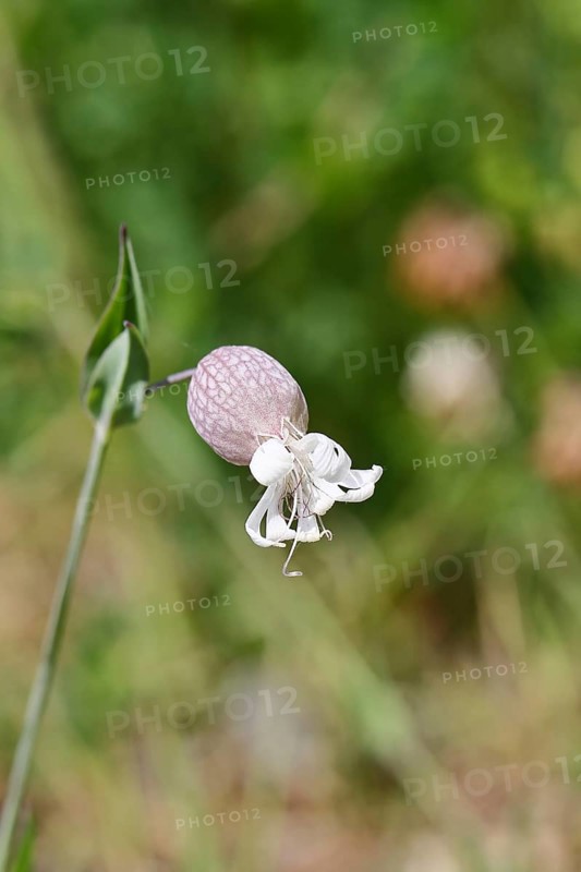 Pigeonweed (Silene vulgaris), maidenhair in flower, Wilnsdorf, North Rhine-Westphalia, Germany