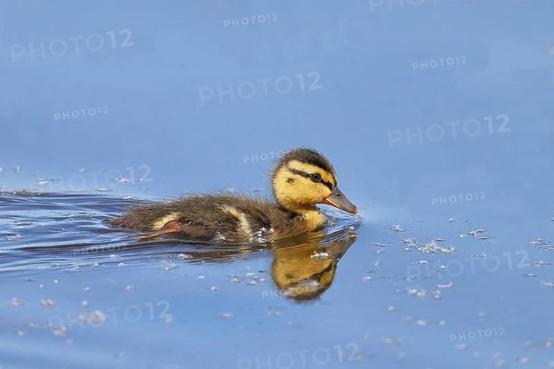 Mallard duckling (Anas platyrhynchos) swimming in the water, Wildlife, Birds, Ducks, Chicks, Nature reserve Wagbachniederung, Waghäusel, Baden-Württemberg, Germany