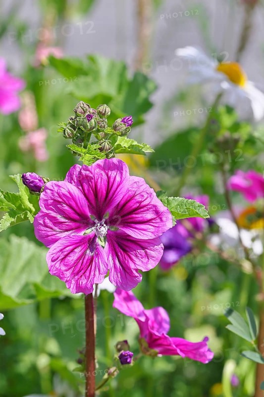 Common mallow (Malva sylvestris), flower in a meadow, medicinal plant, aromatic plant, medicinal use, Wilnsdorf, North Rhine-Westphalia, Germany