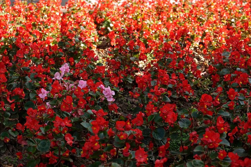 Begonias, September, Germany