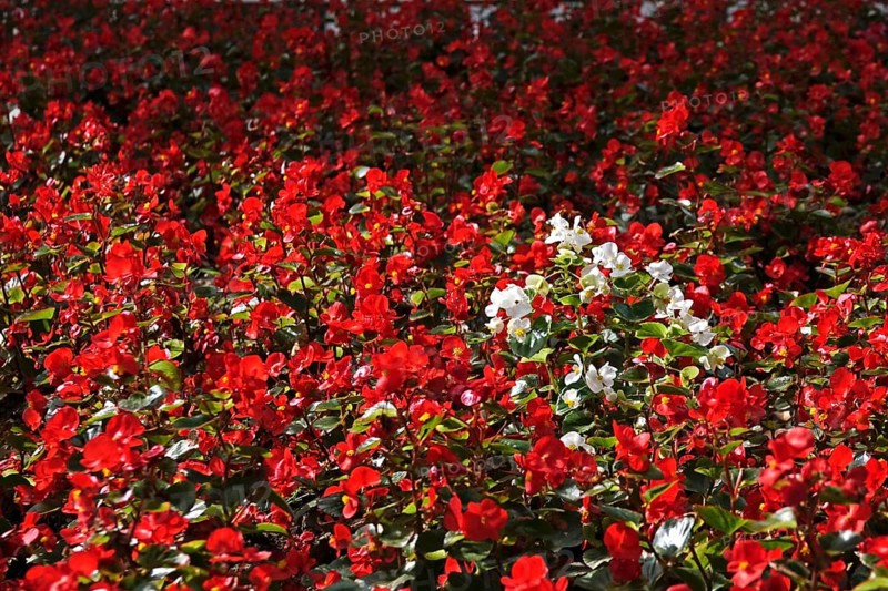Begonias, September, Germany