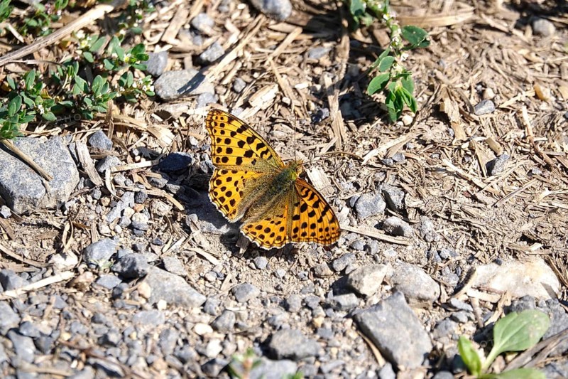Beautiful mother-of-pearl butterfly, September, Germany