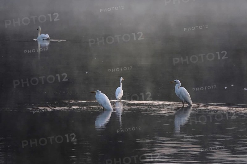 Great White Egret in the morning light in a lake, Lusatian pond landscape, Saxony, Germany