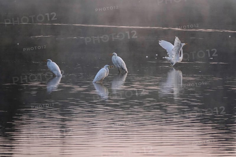 Great White Egret in the morning light in a lake, Lusatian pond landscape, Saxony, Germany