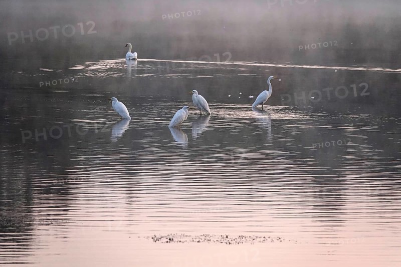 Great White Egret in the morning light in a lake, Lusatian pond landscape, Saxony, Germany