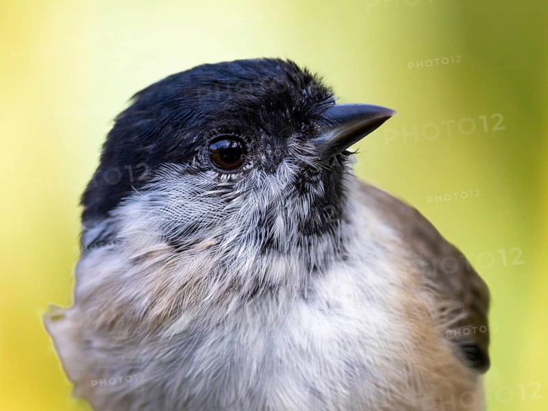 Marsh tit (Poecile palustris) portrait of the head shown in side view, orchard, Baden-Württemberg, Germany