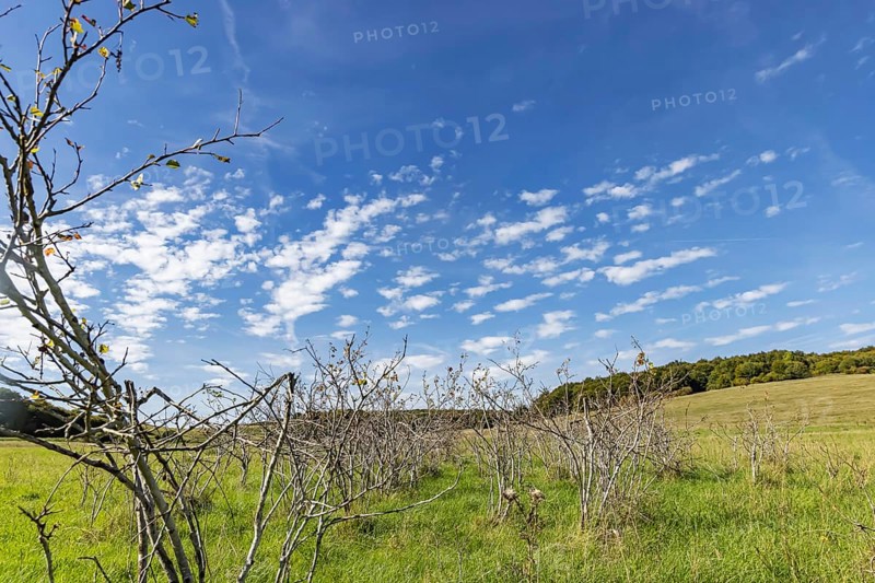 Pristine landscape in the Swabian Alb biosphere reserve with blue skies and small clouds. The former Münsingen military training area is an important part of the 85, 270-hectare nature reserve. It was established by the state of Baden-Württemberg in 2008. It has been a UNESCO biosphere reserve since 2009. Münsingen, Baden-Württemberg, Germany