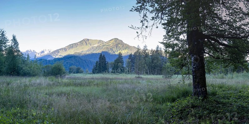 Moor at sunrise in spring, moor pond near Oberstdorf, behind it the Fellhorn, 2037m, Oberallgäu, Allgäu, Bavaria, Germany