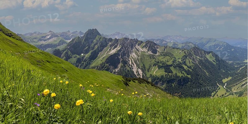Mountain panorama with troll flowers (Trollius europaeus) from Laufbacher-Eckweg to Höfats, 2259m, Allgäu Alps, Allgäu, Bavaria, Germany