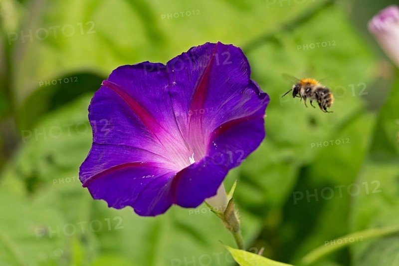 Wild bee flying towards a funnel bindweed (Ipomoea purpurea) flower, Sieversen, Rosengarten, Lower Saxony, Germany