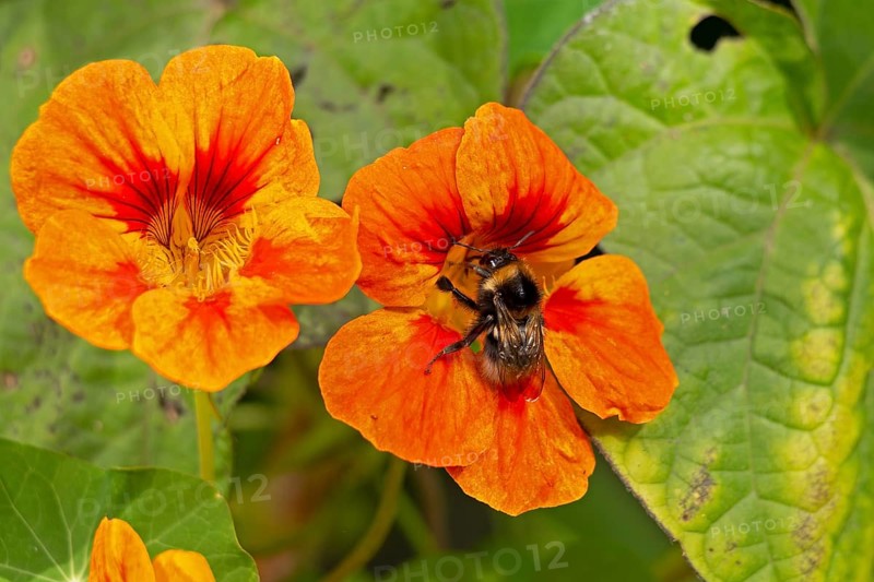 Wild bee on nasturtium (Tropaeolum) flowers, Sieversen, Rosengarten, Lower Saxony, Germany