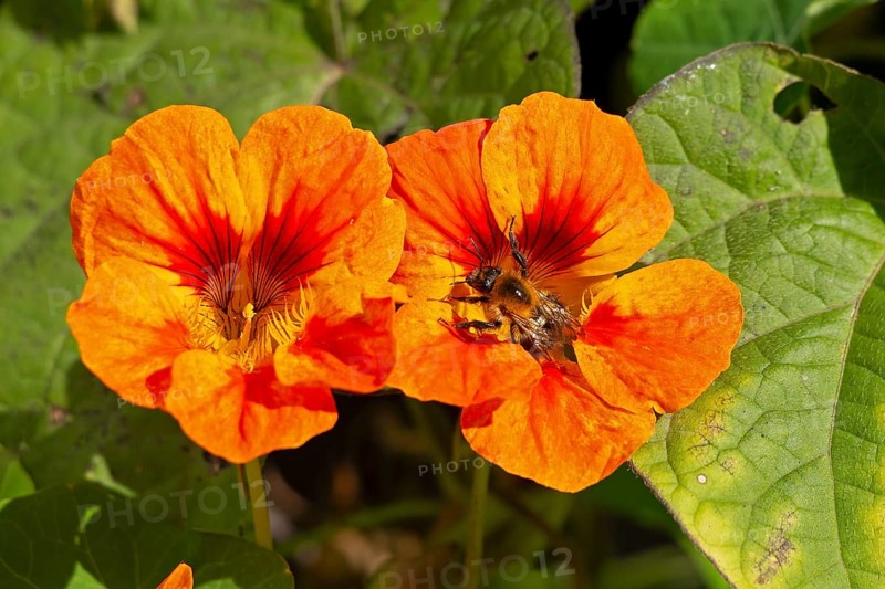 Wild bee on nasturtium (Tropaeolum) flowers, Sieversen, Rosengarten, Lower Saxony, Germany
