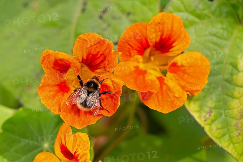 Wild bee on nasturtium (Tropaeolum) flowers, Sieversen, Rosengarten, Lower Saxony, Germany