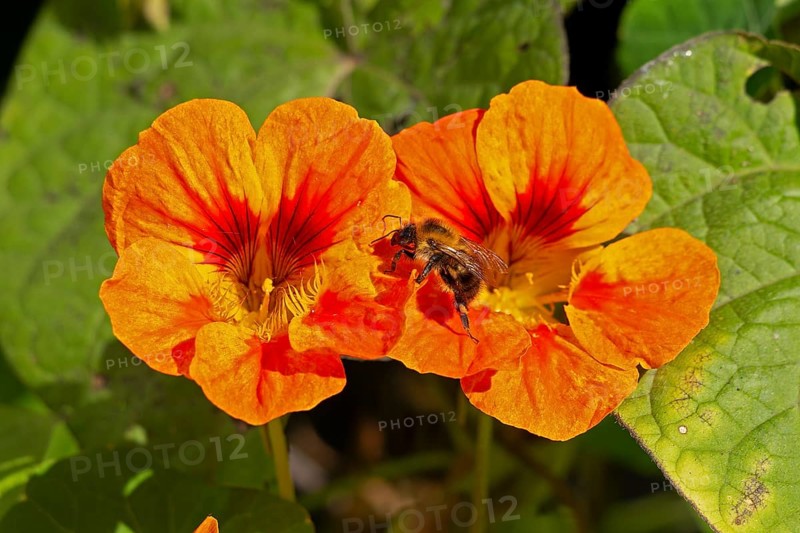 Wild bee on nasturtium (Tropaeolum) flowers, Sieversen, Rosengarten, Lower Saxony, Germany