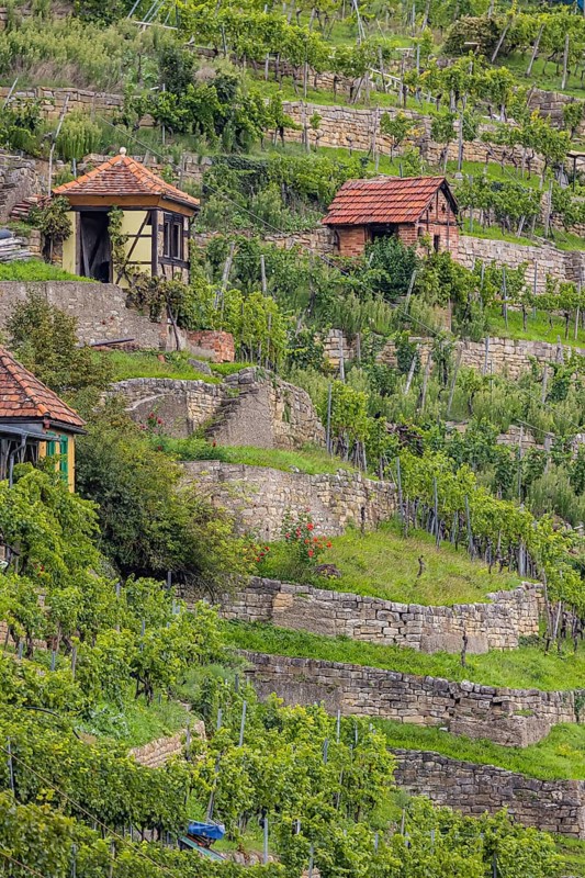 Terraced vineyards of the Zuckerberg vineyard. This is where the Cannstatter Zuckerle matures. Vineyard cottages on the steep slopes of the vineyards on the Neckar. Stuttgart, Baden-Württemberg, Germany
