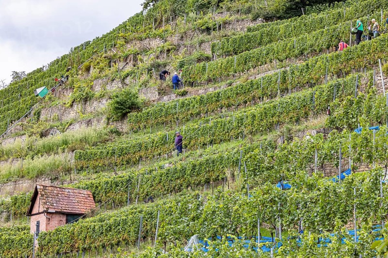 Terraced vineyards on the Neckar in the Zuckerberg vineyard. This is where the Cannstatter Zuckerle matures. Grape grape harvest under difficult conditions on the steep slopes. Stuttgart, Baden-Württemberg, Germany