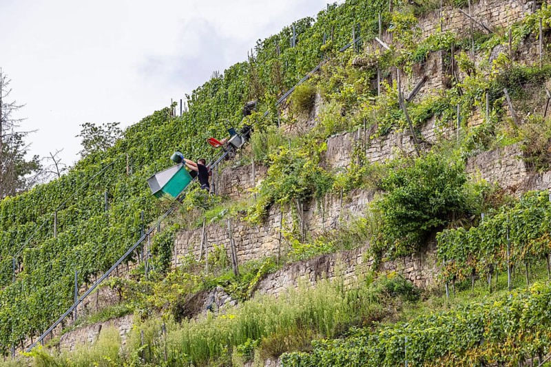 Terraced vineyards on the Neckar in the Zuckerberg vineyard. This is where the Cannstatter Zuckerle matures. Grape grape harvest under difficult conditions on the steep slopes. Stuttgart, Baden-Württemberg, Germany