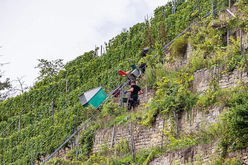 Terraced vineyards on the Neckar in the Zuckerberg vineyard. This is where the Cannstatter Zuckerle matures. Grape grape harvest under difficult conditions on the steep slopes. Stuttgart, Baden-Württemberg, Germany