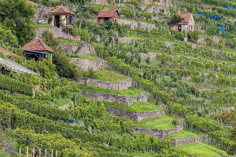 Terraced vineyards of the Zuckerberg vineyard. This is where the Cannstatter Zuckerle matures. Vineyard cottages on the steep slopes of the vineyards on the Neckar. Stuttgart, Baden-Württemberg, Germany