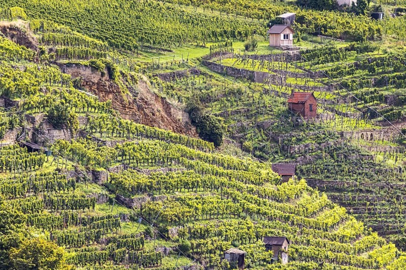 Terraced vineyards of the Zuckerberg vineyard. This is where the Cannstatter Zuckerle matures. Vineyard cottages on the steep slopes of the vineyards on the Neckar. Stuttgart, Baden-Württemberg, Germany