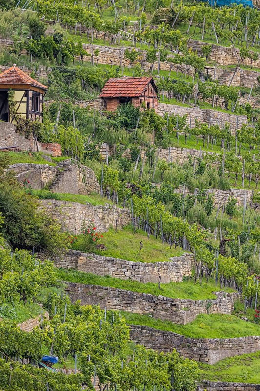 Terraced vineyards of the Zuckerberg vineyard. This is where the Cannstatter Zuckerle matures. Vineyard cottages on the steep slopes of the vineyards on the Neckar. Stuttgart, Baden-Württemberg, Germany