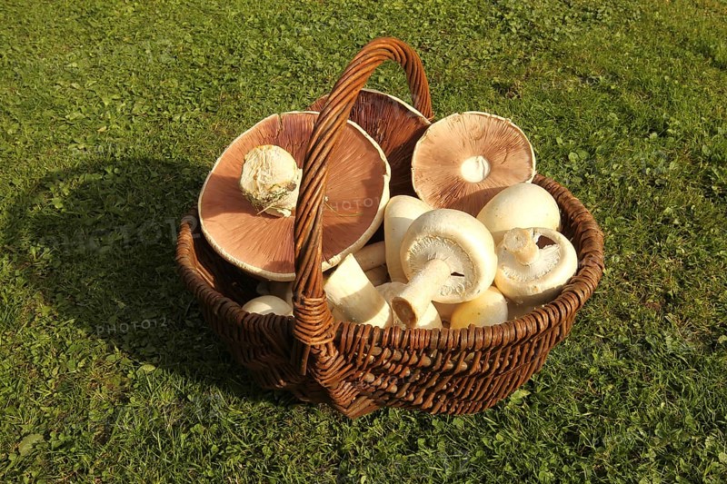 Meadow mushroom (Agaricus campestris) in a basket, Allgäu, Bavaria, Germany, Allgäu, Bavaria, Germany