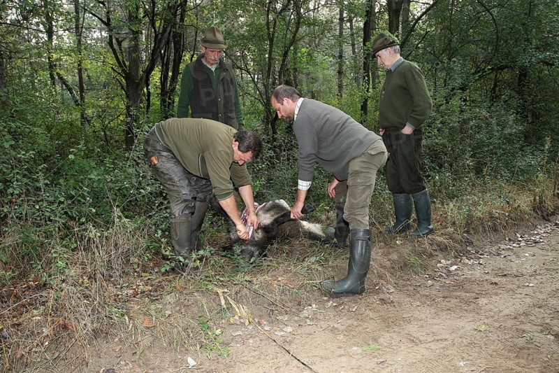 Wild boar (Sus scrofa) killed sow is broken open in the forest, Western Hungary, Hungary, Allgäu, Bavaria, Germany