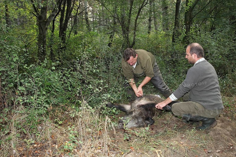 Wild boar (Sus scrofa) killed sow is broken open in the forest, Western Hungary, Hungary, Allgäu, Bavaria, Germany