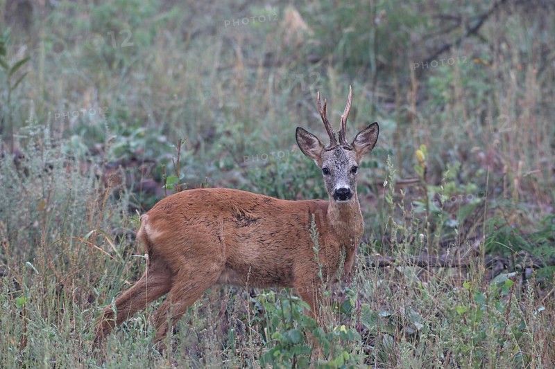 Roe deer (Capreolus capreolus) old buck secured on fallow land, Western Hungary, Hungary, Lower Austria, Austria