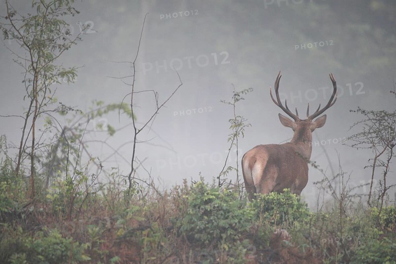 Red deer (Cervus elaphus) young stag in the fog, Western Hungary, Hungary, Western Hungary, Hungary