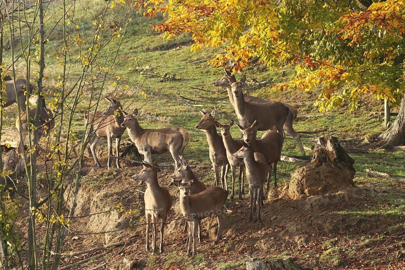 Red deer (Cervus elaphus) securing a herd of red deer, Allgäu, Bavaria, Germany, Allgäu, Bavaria, Germany