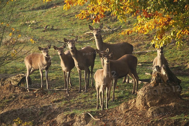 Red deer (Cervus elaphus) securing a herd of red deer, Allgäu, Bavaria, Germany, Allgäu, Bavaria, Germany