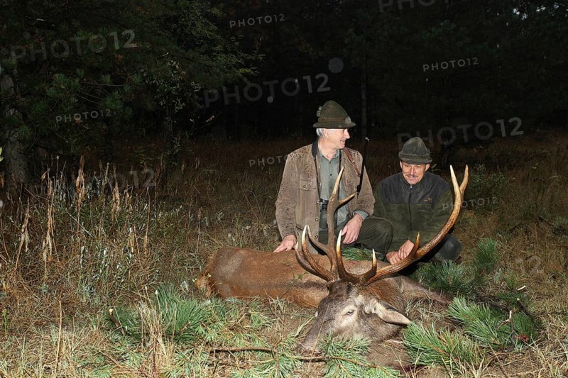 Red deer (Cervus elaphus) shot in the rain during the rut, hunter left, with hunting guide, Western Hungary, Hungary, Allgäu, Bavaria, Germany