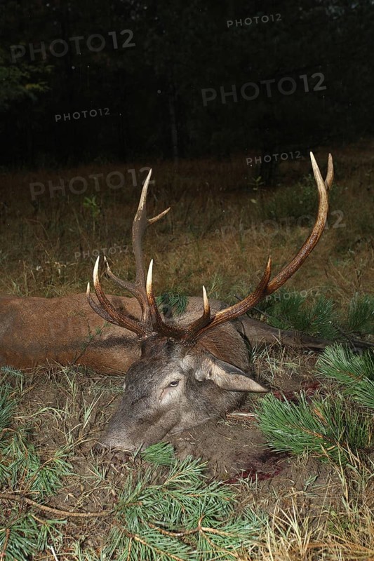 Red deer (Cervus elaphus) shot in the rain during the rut, western Hungary, Hungary, Allgäu, Bavaria, Germany