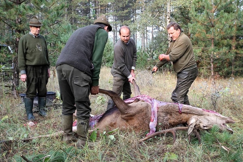 Red deer (Cervus elaphus) shot during the rut, 12 years old, hunter, hunter is broken open by the hunting guide in the forest, Western Hungary, Hungary, Allgäu, Bavaria, Germany