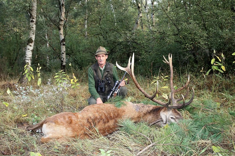 Red deer (Cervus elaphus) shot during the rut, 12 years old, Western Hungary, Hungary, Allgäu, Bavaria, Germany