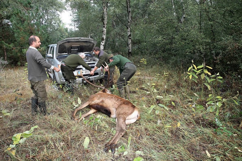 Red deer (Cervus elaphus) shot during the rut, 12 years old, retrieved by car winch, Western Hungary, Hungary, Allgäu, Bavaria, Germany