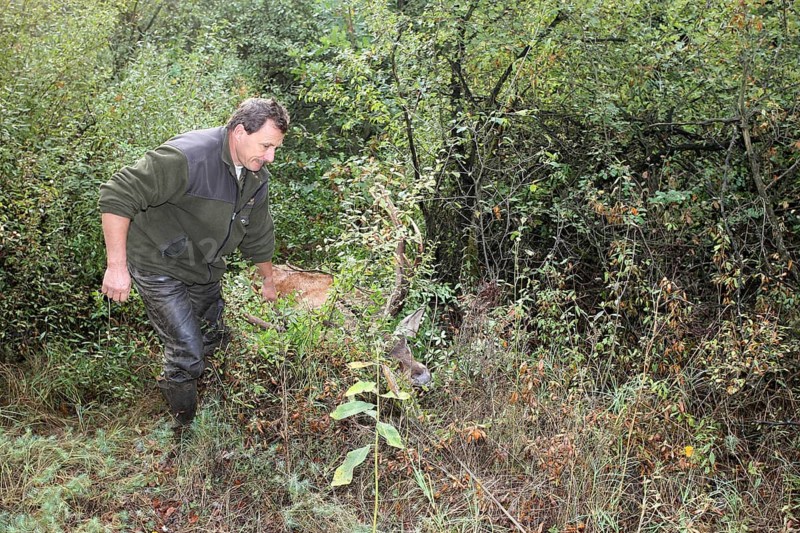 Red deer (Cervus elaphus) shot during the rut, 12 years old, being pulled out of the bushes by car winch, Western Hungary, Hungary, Allgäu, Bavaria, Germany