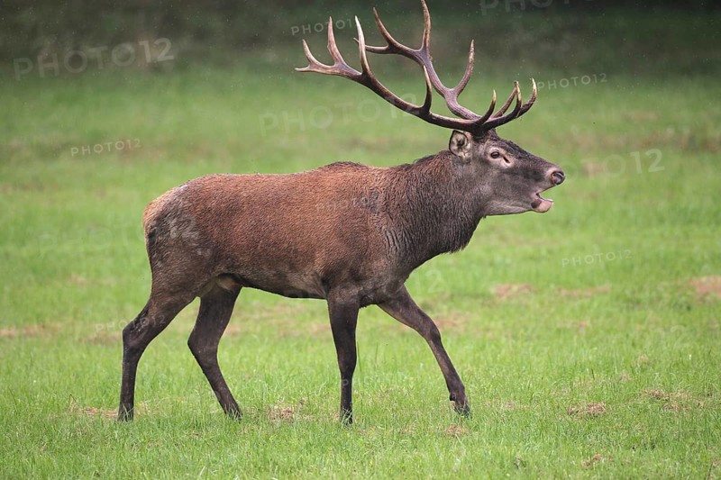 Red deer (Cervus elaphus) in the rain, roaring during the rut, western Hungary, Hungary, Allgäu, Bavaria, Germany